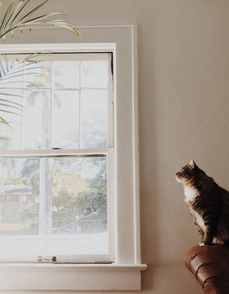 Okaeri, image d'un chat calme. © photo - Stephanie Harvey — Unsplash
